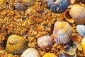 Background image of sea sand, fine beach sand and shells. Sunset or dawn on the beach, sand closeup top view Royalty Free Stock Photo