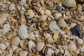 Background image of seashells on the beach Royalty Free Stock Photo