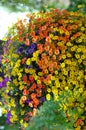 Bountiful Petunias in Abundance