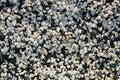 Background image of small black and white round pebbles Royalty Free Stock Photo