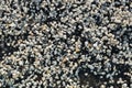 Background image of small black and white round pebbles Royalty Free Stock Photo