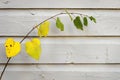 Background Sapling Bending Over in Front of a Wood Panel Wall