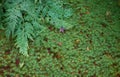 Background image of soft moss dobashi and fern leaf. Japan