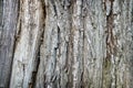 Background image: the texture of tree bark Royalty Free Stock Photo