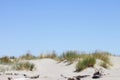 Background image of toi toi grass growing on top of a sand dune against a blue summer sky