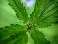 Background image of the top of a young nettle top view