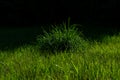 Background image of a tuft of grass Royalty Free Stock Photo