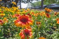 Various colored flower fields