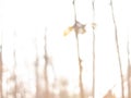 The background image was created by photographing the drought and overgrown teak plantation in the morning light, sunrise in