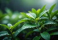 Background image of water drops and plants, grass in the rain, pure nature, background for design, Royalty Free Stock Photo