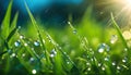 Background image of water drops and plants, grass in the rain, pure nature, background for design, Royalty Free Stock Photo