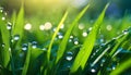 Background image of water drops and plants, grass in the rain, pure nature, background for design, Royalty Free Stock Photo