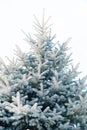 Background image of white spruce