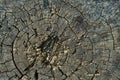 The background image of the year long rings of the cross sawed tree, the old rotten stump Royalty Free Stock Photo