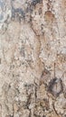 Background images: bark pattern, light brown, nature pattern, for PC and smartphone.