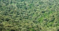 Background images of multiple trees on the Sri pada mountain , Srilanka