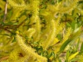 Background from inflorescences of a willow goat