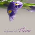 Background with iris flower