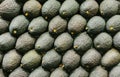 Background isolated group green avocado in market; fresh healthy vegetarian fruit top view; tropical ingredient food for guacamole Royalty Free Stock Photo
