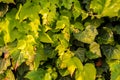 Background with ivy and grape leaves with warm evening sun light