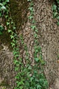 Background of ivy on the tree bark Royalty Free Stock Photo