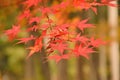 Background Japanese Autumn Maple leaves Royalty Free Stock Photo