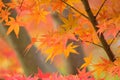 Background Japanese Autumn Maple leaves Royalty Free Stock Photo