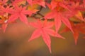 Background Japanese Autumn Maple leaves Royalty Free Stock Photo