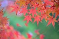 Background Japanese Autumn Maple leaves Royalty Free Stock Photo