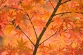 Background Japanese Autumn Maple leaves Royalty Free Stock Photo