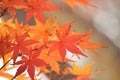 Background Japanese Autumn Maple leaves Royalty Free Stock Photo
