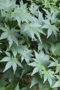 Background of Japanese green maple leaves Royalty Free Stock Photo