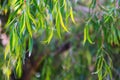 Background with jarrah leaves