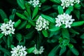 Background of jasmin bloom with white infloresences and fresh leaves