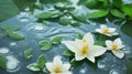 background Jasmine flower with water. for songkran day in thailand