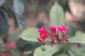 Background with Jatropha flowers. Blooming season in tropical climate