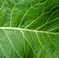 Background of juicy, fresh crispy cabbage leaf. Cabbage green leaf texture Royalty Free Stock Photo
