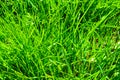 Background of juicy fresh grass of the Golf course. Green lawn pattern. Textured background Royalty Free Stock Photo