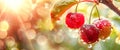 Background with a juicy hanging bunch of cherries covered with raindrops against the background of the dawn of the sun Royalty Free Stock Photo