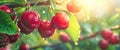 Background with a juicy hanging bunch of cherries covered with raindrops against the background of the dawn of the sun Royalty Free Stock Photo