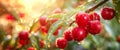 Background with a juicy hanging bunch of cherries covered with raindrops against the background of the dawn of the sun Royalty Free Stock Photo