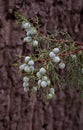Background of juniper berries against tree bark Royalty Free Stock Photo