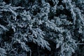 Background of Junipers with frost Royalty Free Stock Photo
