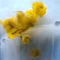 Background of kaluzhnitsa, CÃÂ¡ltha flower in ice cube with air bubbles