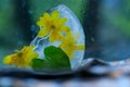 Background of kaluzhnitsa, CÃÂ¡ltha flower in ice cube with air bubbles