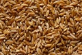 Background of kamut wheat kernels. Royalty Free Stock Photo
