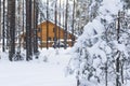 Background landscape, beautiful big wooden house in the midst of a snow-covered pine forest Royalty Free Stock Photo