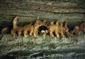 Mushrooms of a bizarre shape grow on a tree and look like a centipede