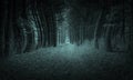 Surreal Woods, Forest, Trees Background, Landscape