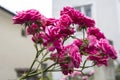 Background landscape trellis branch beautiful pink roses